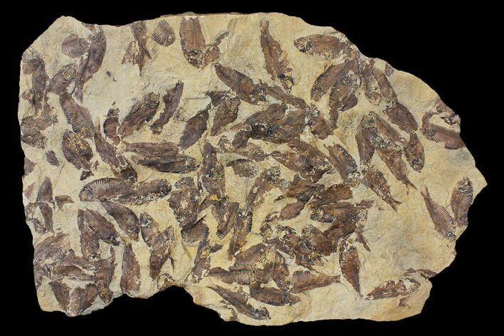 Fossil Fish (Gosiutichthys) Mortality Plate - Lake Gosiute #130098